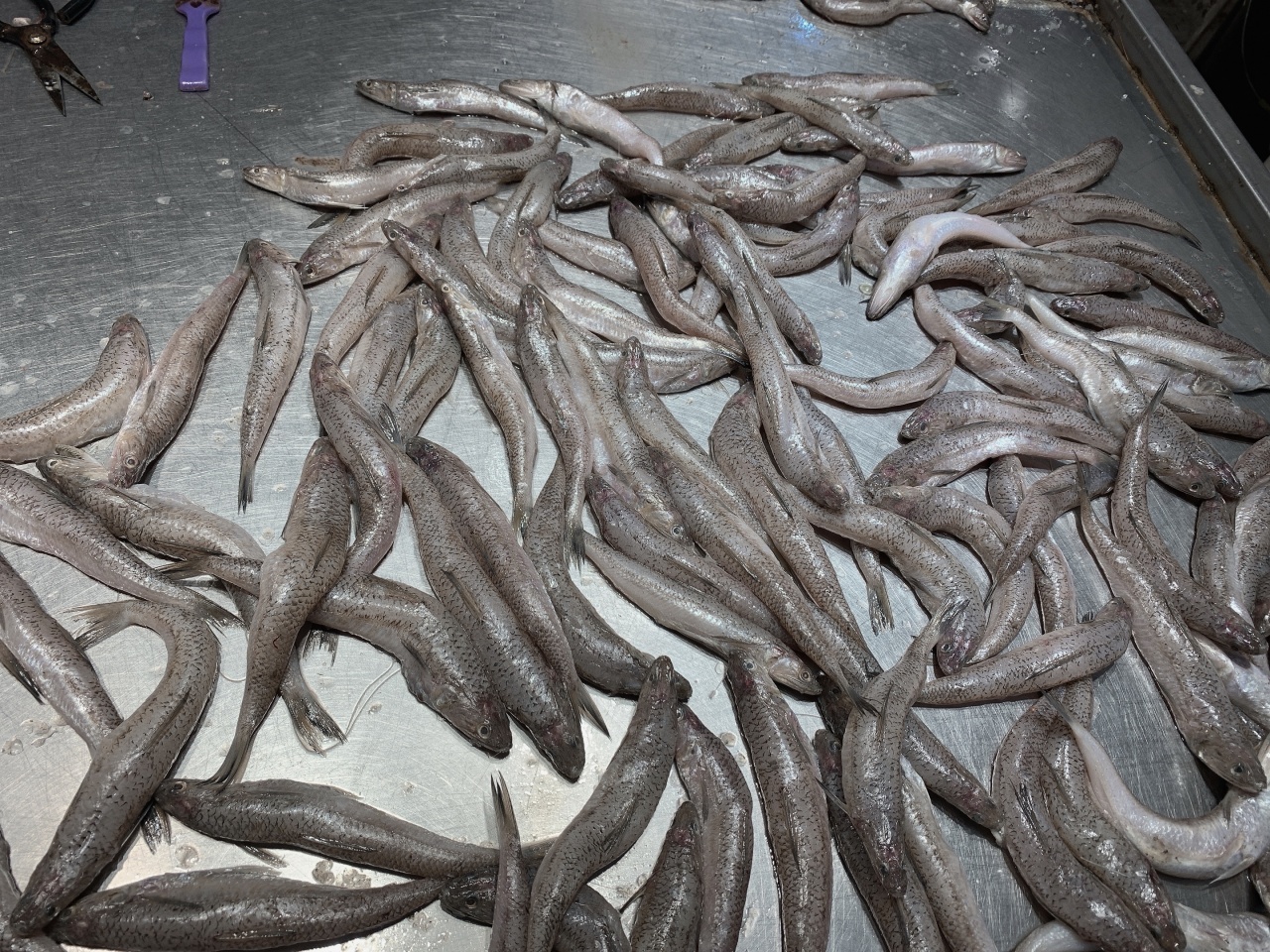 去北海在哪里买海鲜比较划算,北海的海鲜便宜还是防城港的便宜