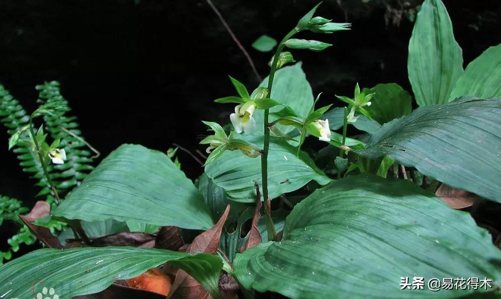 荷瓣兰最好的兰花品种排行,腋唇兰和春兰的区别
