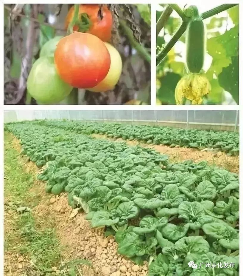 这个暑假去哪个地方玩不热,这个季节去从化有什么好玩的