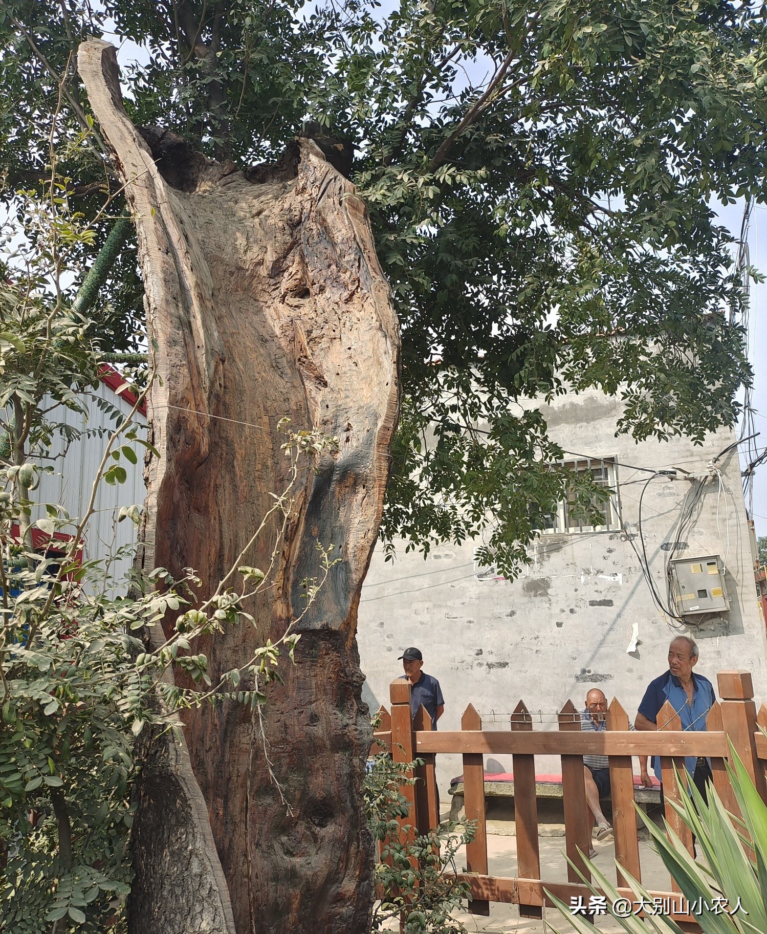 疯狂的皂荚树：热潮后被嫌弃，因能解除“卡脖子”危机又王者归来