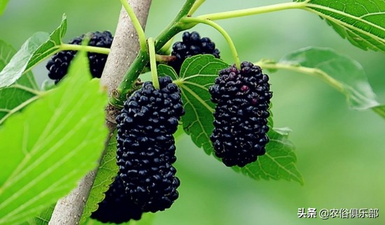 房前不种桑树房后不种柳树,前不种桑后不栽柳意味什么