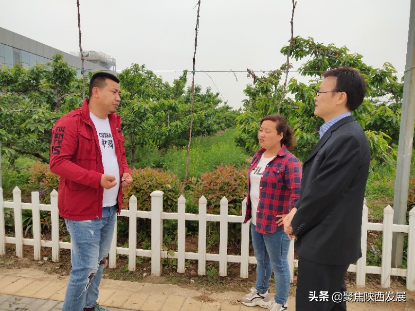 大棚樱桃成熟助农增收,樱桃采摘合作社助农增收