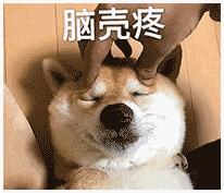 养狗后幸福感为什么爆棚,狗子绝育全过程