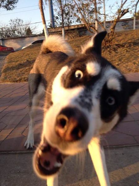 为什么哈士奇那么二,为什么哈士奇号称二哈