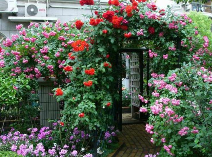 灏忛櫌钘ゆ湰鏈堝,钘ゆ湰鏈堝灏忛櫌