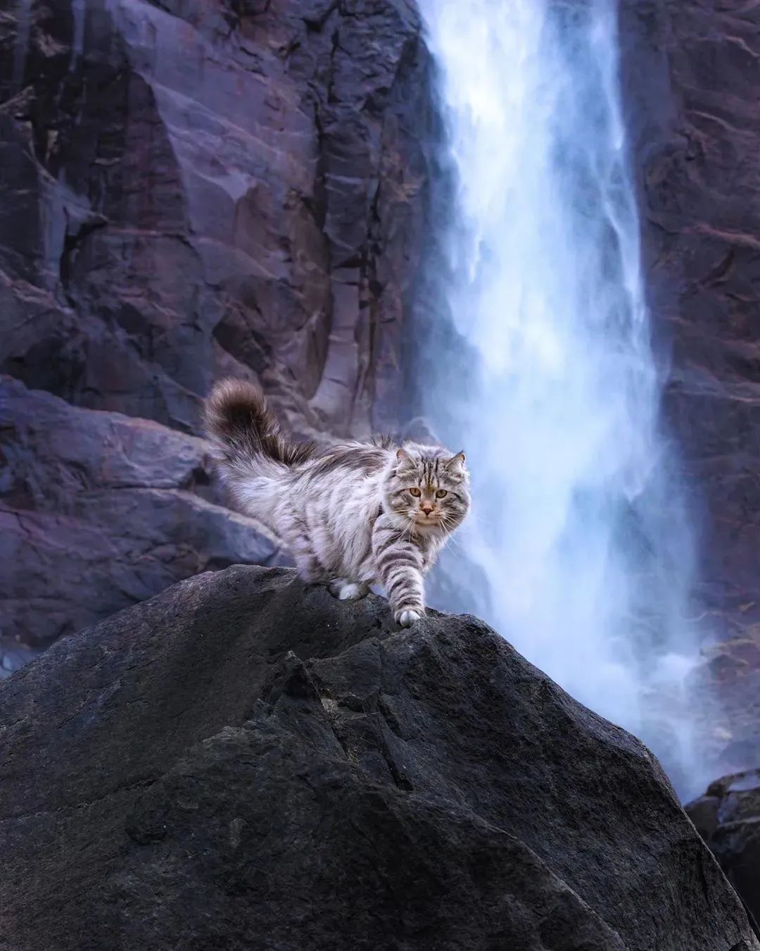 喵界的“荒野猎人”，被人误会多年，其实它才是俄罗斯的国猫
