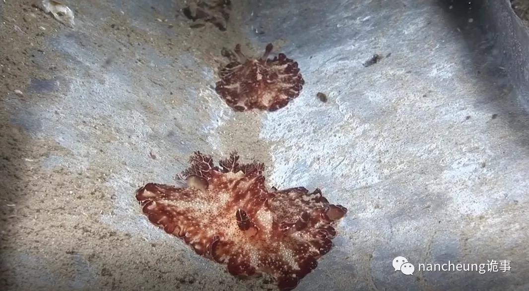 深海迷航第49天神秘生物,深海海底神秘的10种生物