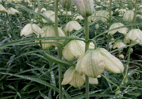 川贝母与土贝母的区别图片,川贝母和土贝母有什么区别