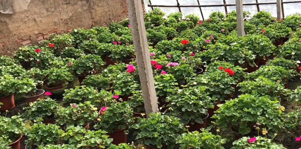 天竺葵大棵老桩,老奶奶种天竺葵