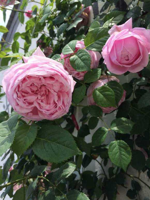 藤本月季自由精神,藤本月季自由精神和欢迎的区别