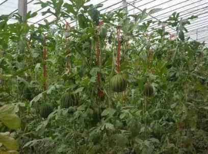 盆栽西瓜化瓜的原因和解决方法,冬季日光温室黄瓜化瓜原因及对策