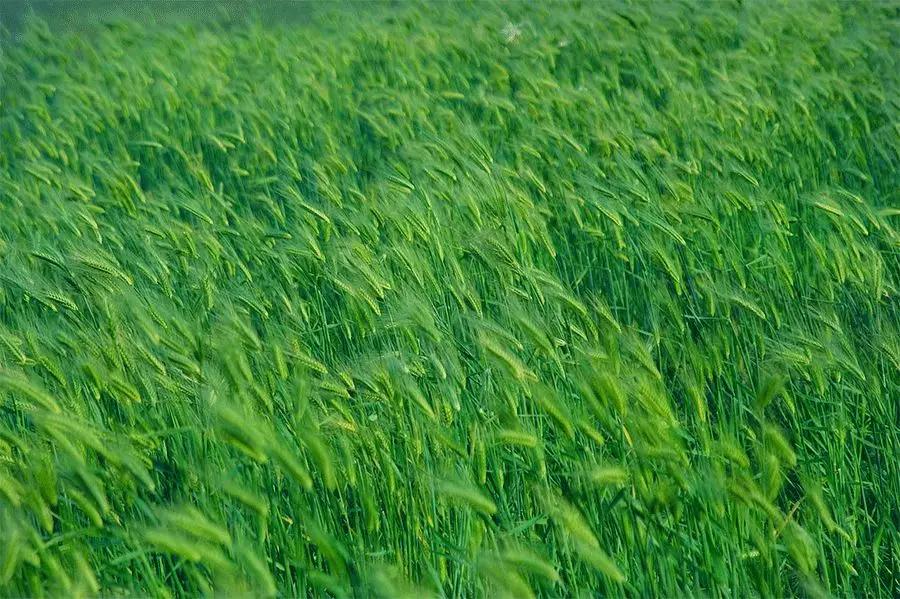 唐五代词中的绿色,绿树浓荫觅清凉诗句