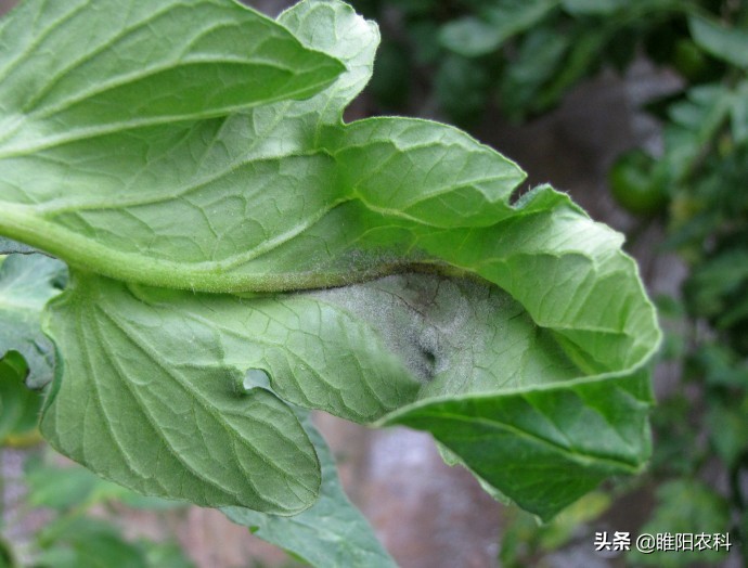 灰霉病怎么治疗彻底根除,灰霉病怎么补救