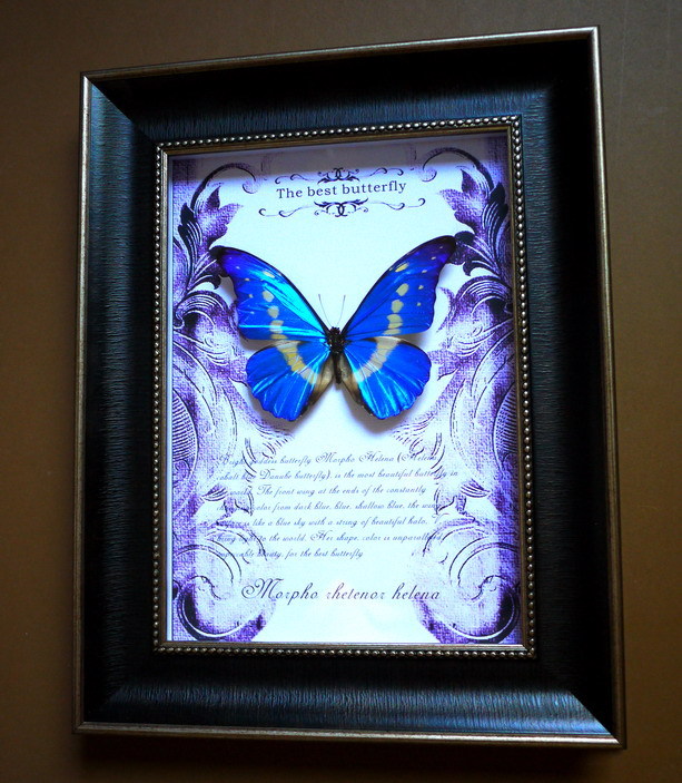 世界上最漂亮的蝴蝶是光明女神吗,世界最美蝴蝶