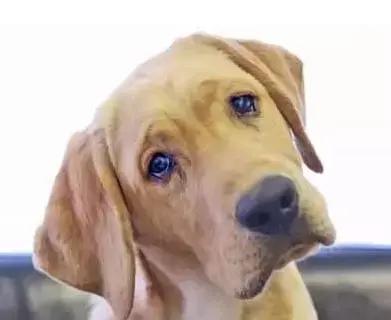 成为一名能读懂‘狗语’的铲屎官