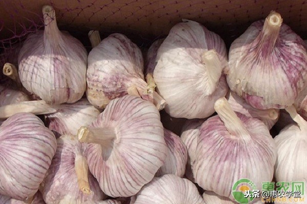 现在大蒜多少钱一斤?2018年12月份全国大蒜价格行情预测