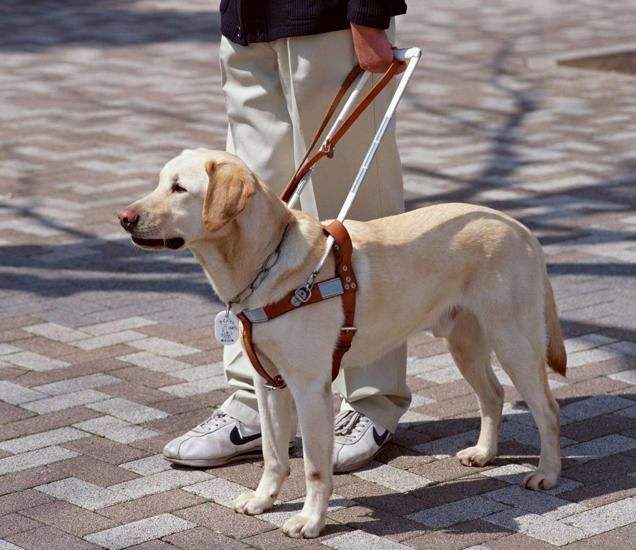 关于狗狗的10个“冷知识”，很多铲屎官都不知道