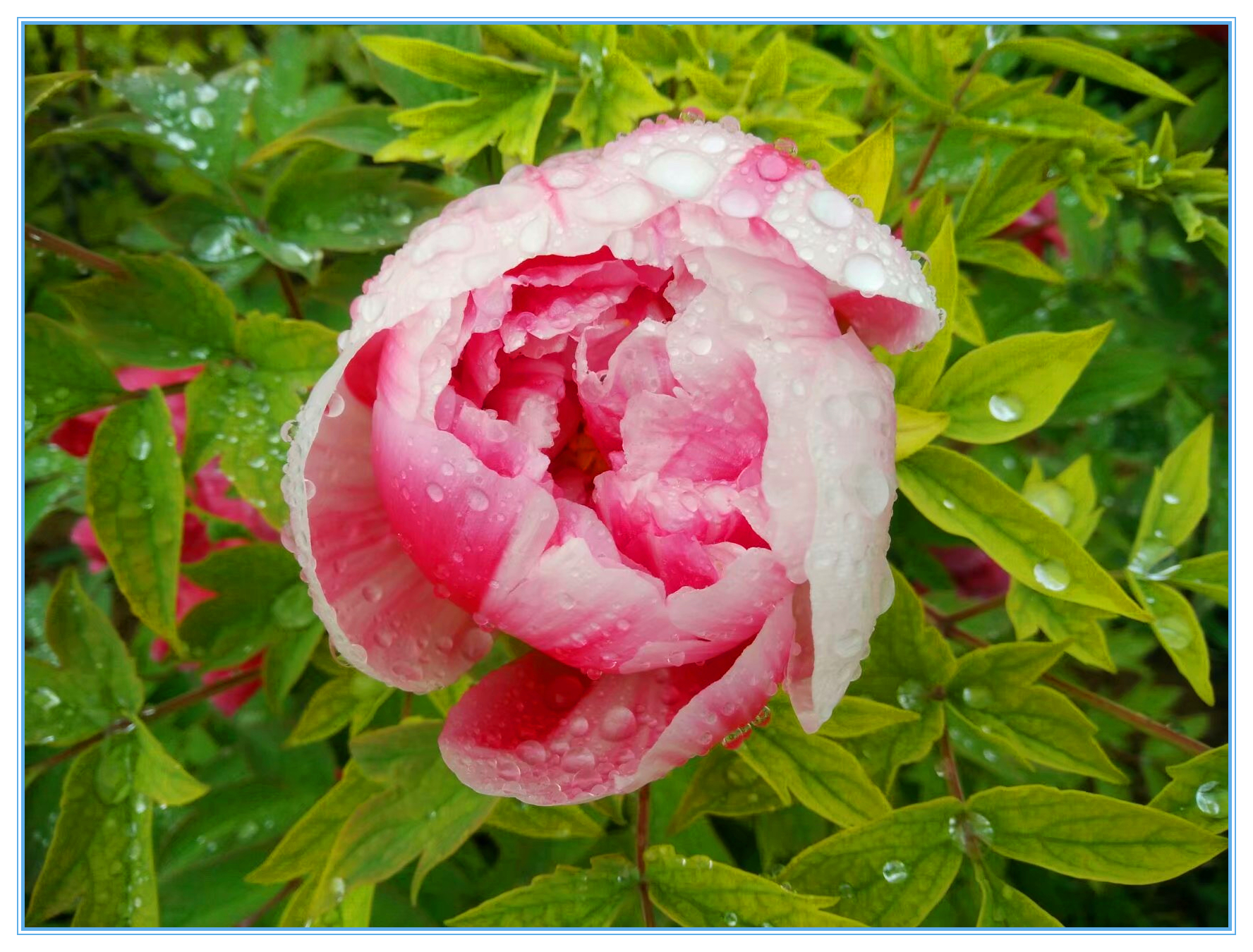 赞牡丹花古诗词,国色天香牡丹展古诗