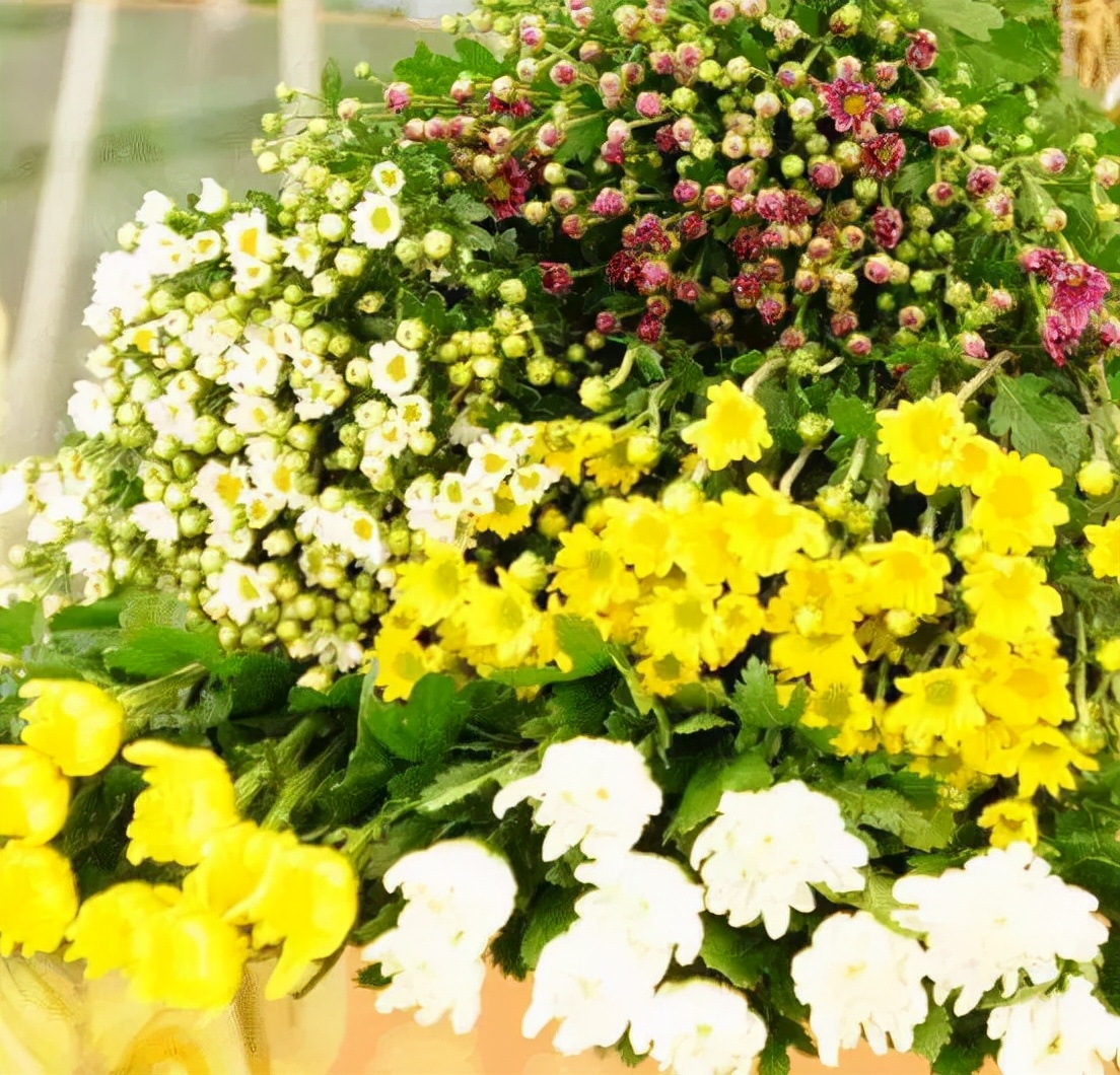 园林花卉学知识点,园林花卉学第三版知识点