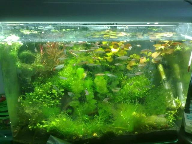 鱼缸水黄对鱼有影响吗,鱼缸水黄有泡沫怎么回事