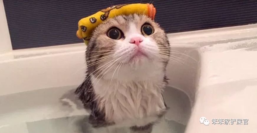 猫咪洗澡后不冷发抖,给猫咪洗澡猫咪疯狂挣扎