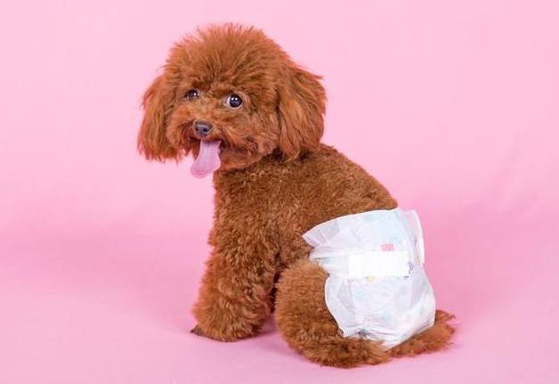 遇到狗狗生理期,狗狗生理期遇到公狗会怎样