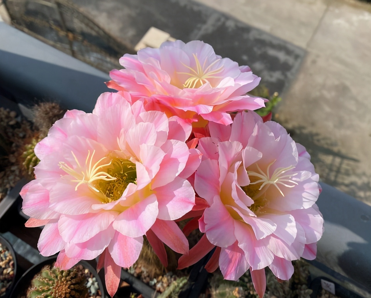 什么多肉耐冻又好吃,不惧零下五六度的多肉