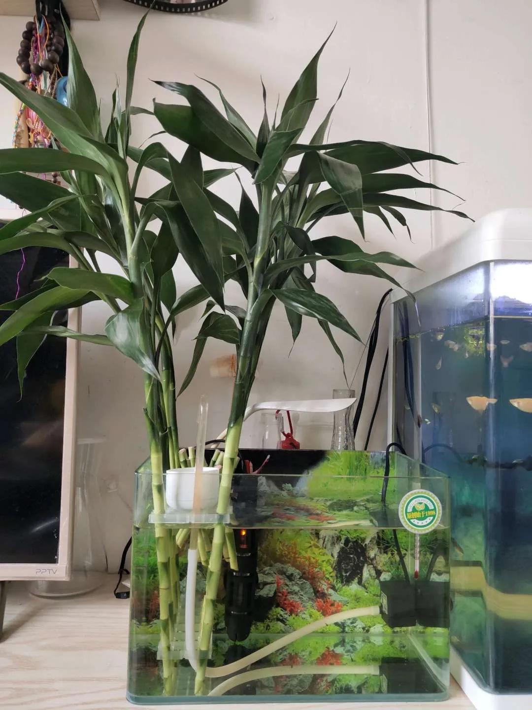 水培富贵竹有黄叶怎么办,水培龟背竹根臭了怎么办