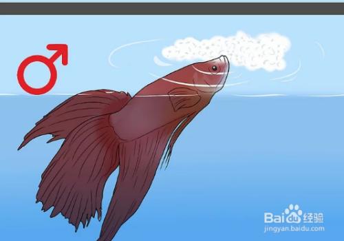 斗鱼直播性别设置,怎么区别斗鱼的性别