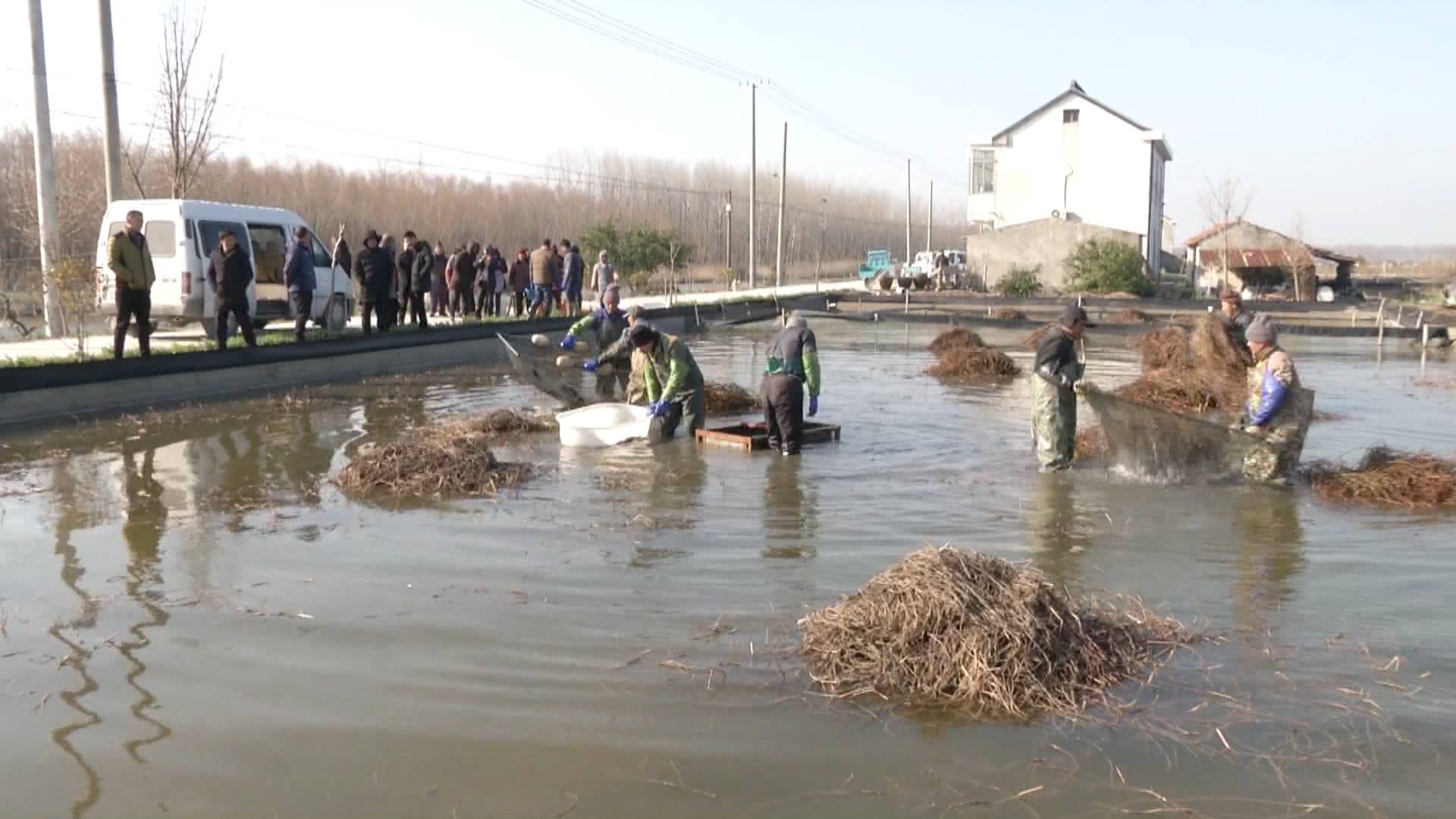 湖北蟹农驱车13小时进苏买蟹苗，见识亩产18万元精养塘，最贵卖到9400元一只