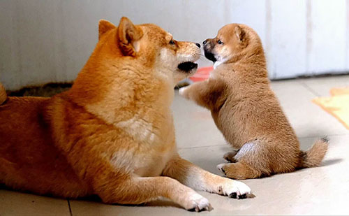 狗多长时间会叫,闹狗一般闹多少天