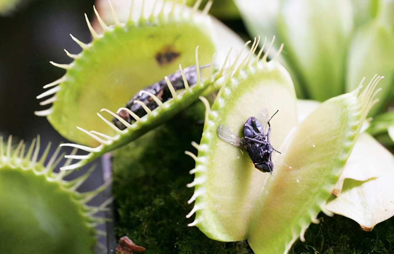 驱蚊抗寒最强的花卉,驱蚊最厉害的花盆栽