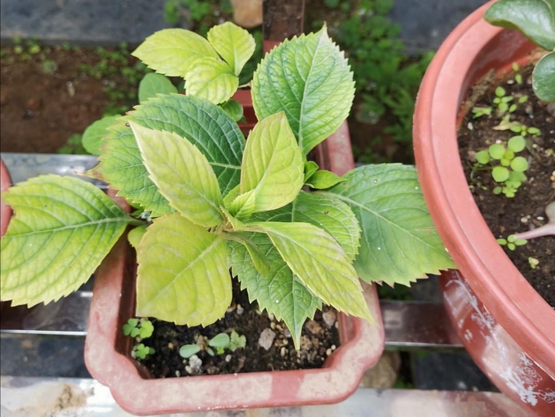 花卉怎么保温过冬,花草怎样降温效果最好