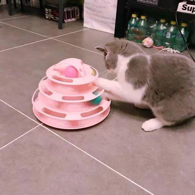 春节回家家里的猫咪怎么办,春节期间猫咪留守怎么办