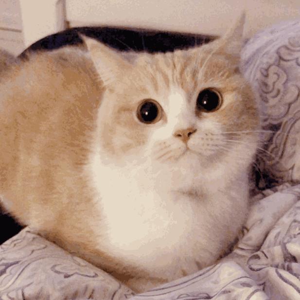 猫咪总是咬人怎么办这几招来教你,猫咪爱咬人怎么办教你一招