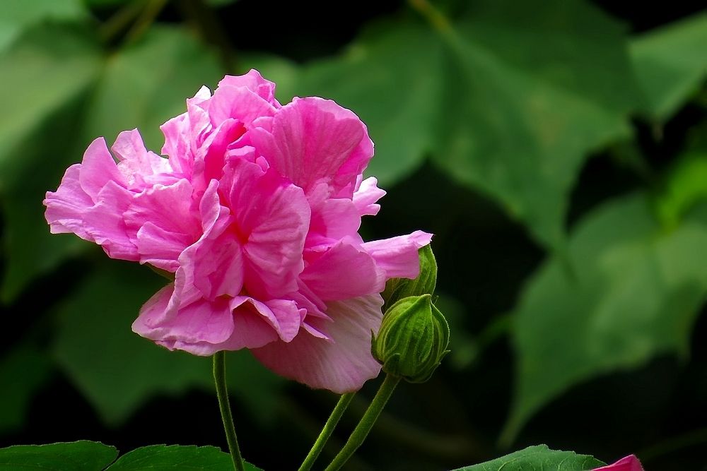 盘点世界各国国花你最喜欢哪种,盘点各国国花