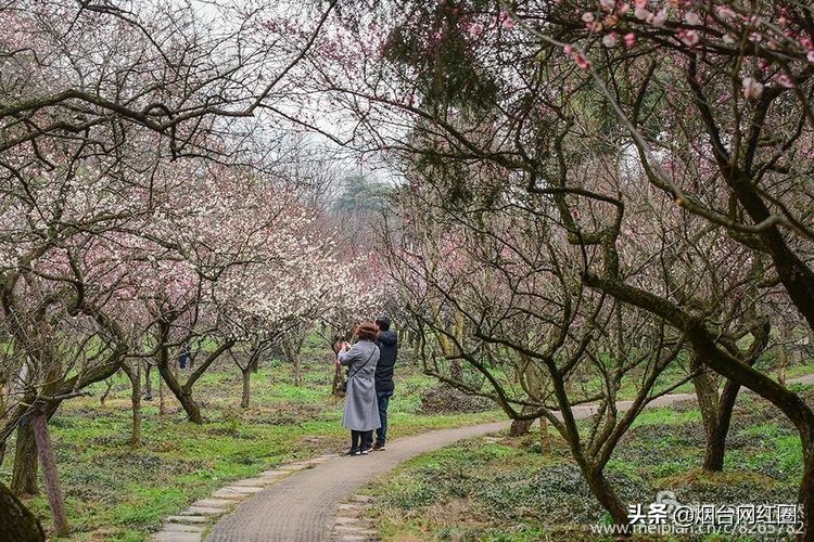 南京梅花山梅花开了吗,来南京梅花山赏梅花