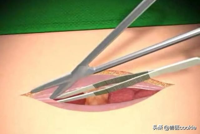 科普：关于犬猫去势/绝育的知识