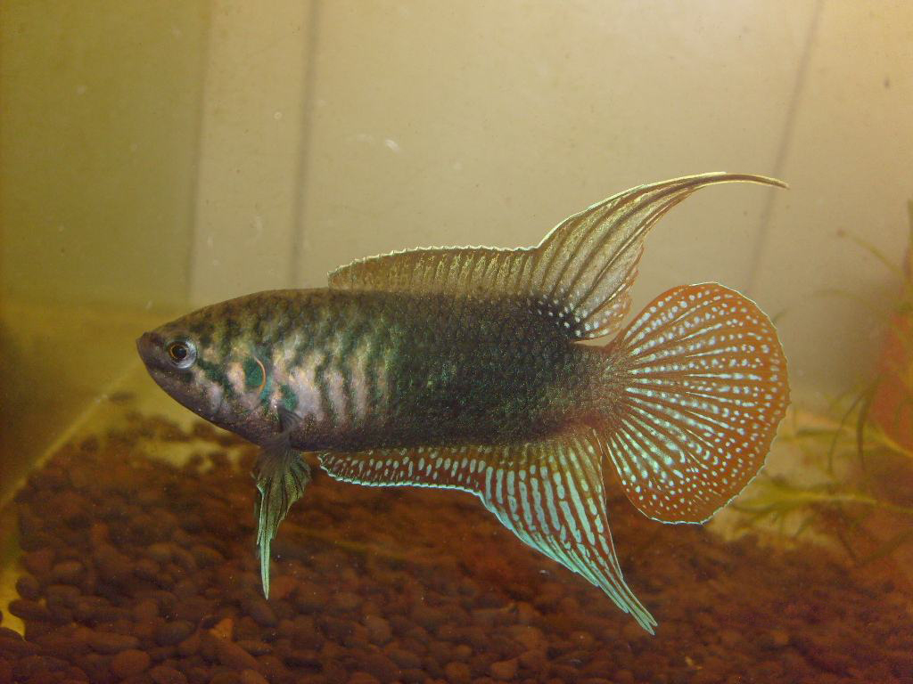 中国原产淡水观赏鱼,中国本土原生观赏鱼