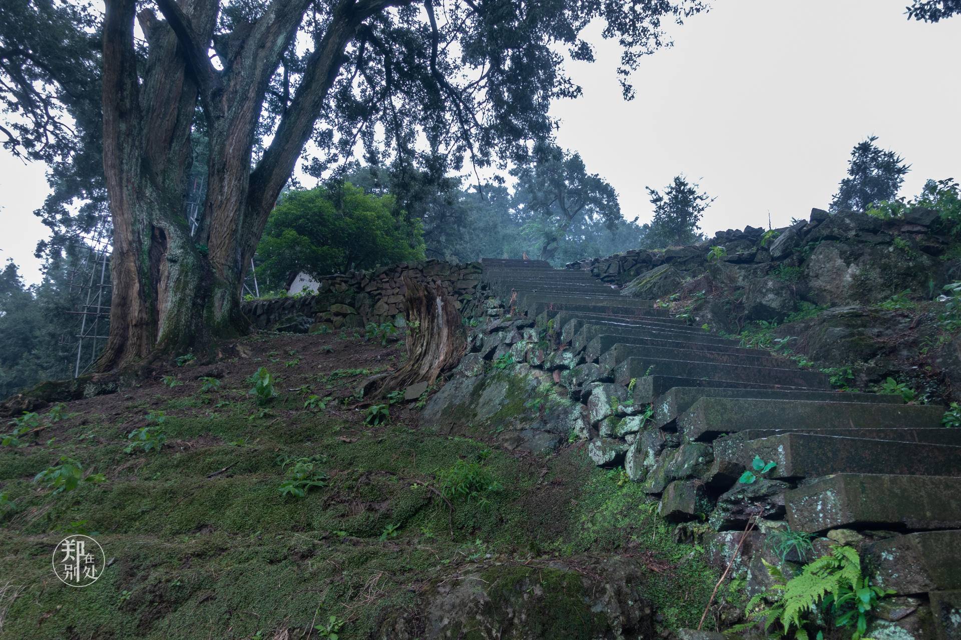 香榧古道,香榧古道徒步路线哪条景色美