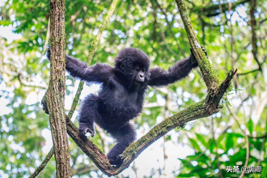 大猩猩夺王位,大猩猩继承王位