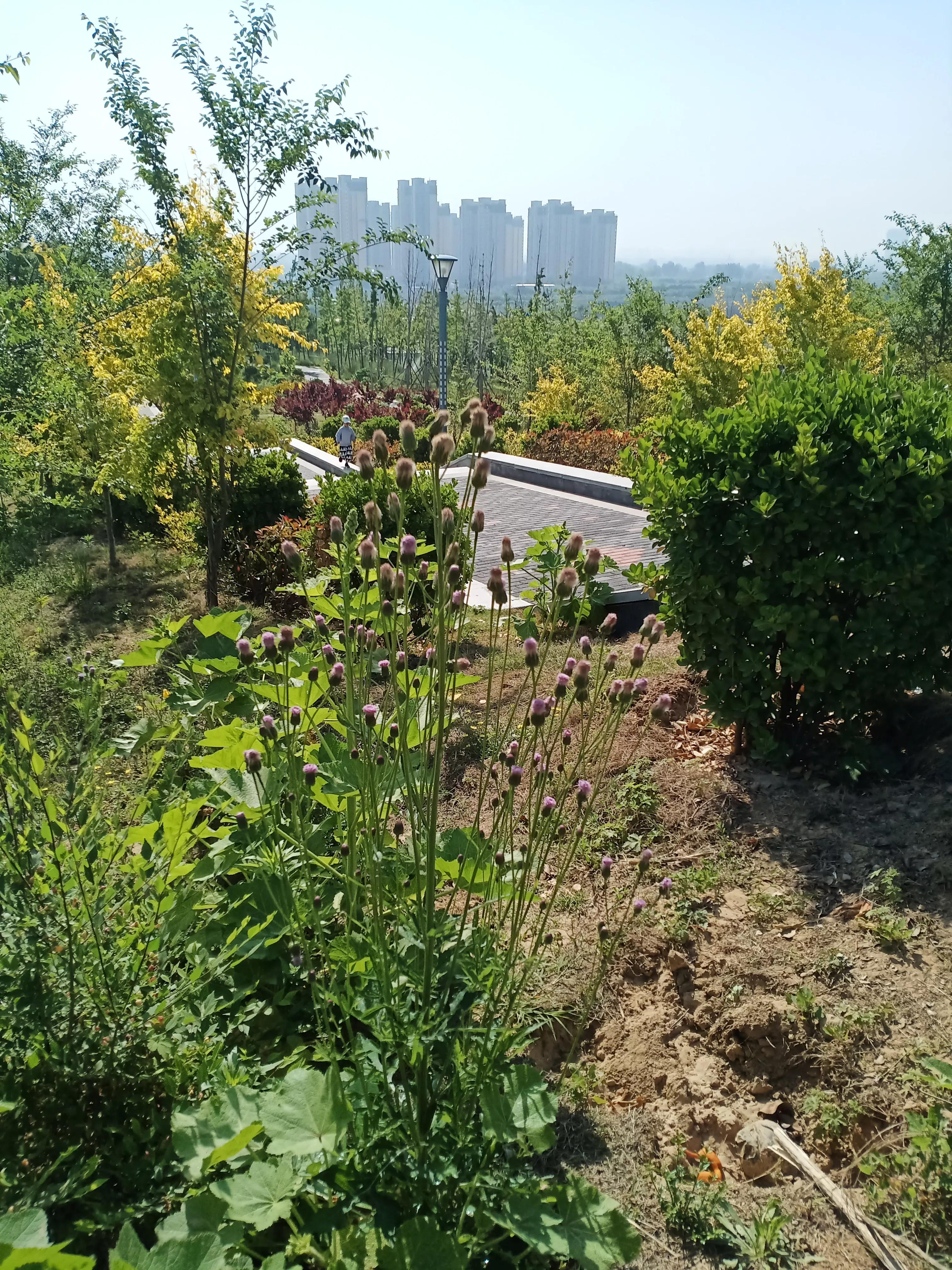 濮阳龙山公园有啥好玩的,濮阳龙山公园在什么地方