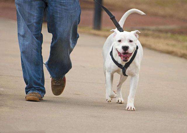 泰迪狗狗挑食不吃狗粮怎么办,狗狗太挑食不肯吃狗粮怎么办