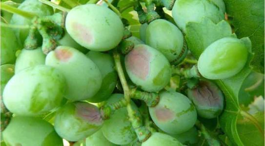 葡萄出现黑粒是什么病用什么药,葡萄黑穗病咋办