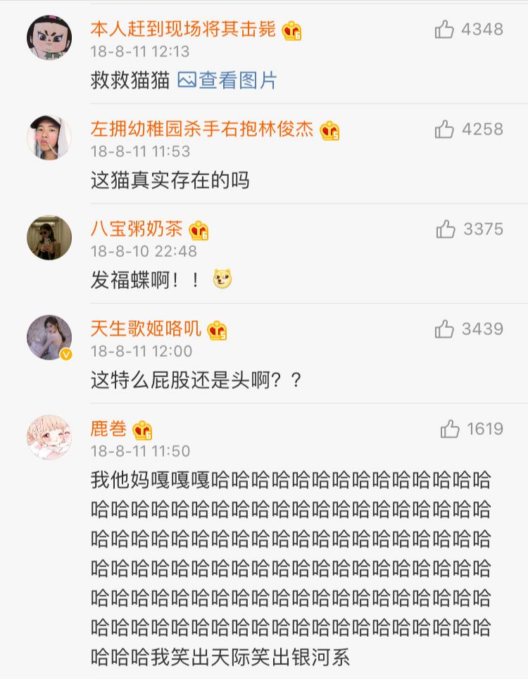 丑猫大赛视频完整版,2020年丑猫大赛看看丑到你了没