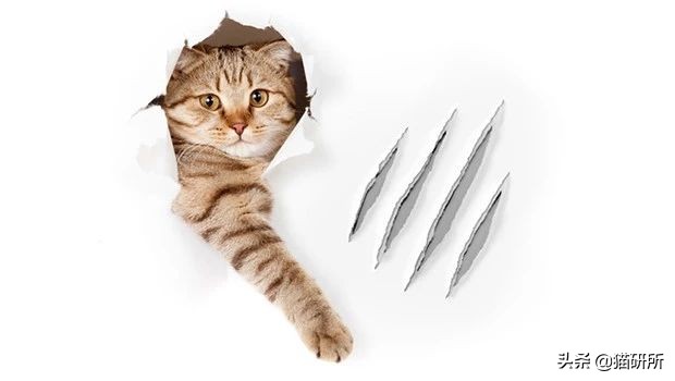 猫为什么喜欢磨爪子,猫磨爪子什么意思