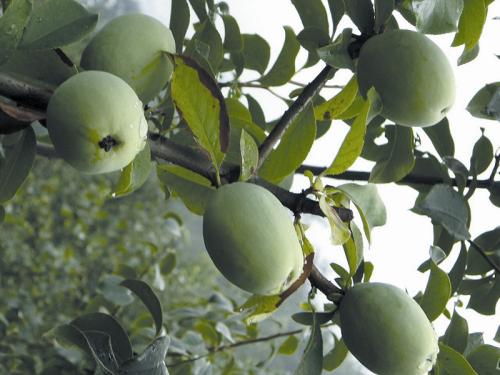木瓜的种植技巧,木瓜的种植方法及技巧