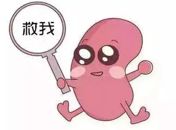 猫肾衰和磷元素摄入的关系是什么？又该如何限制磷元素？教你3点