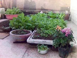 环保种菜酵素制作方法,环保酵素用什么果皮做出来