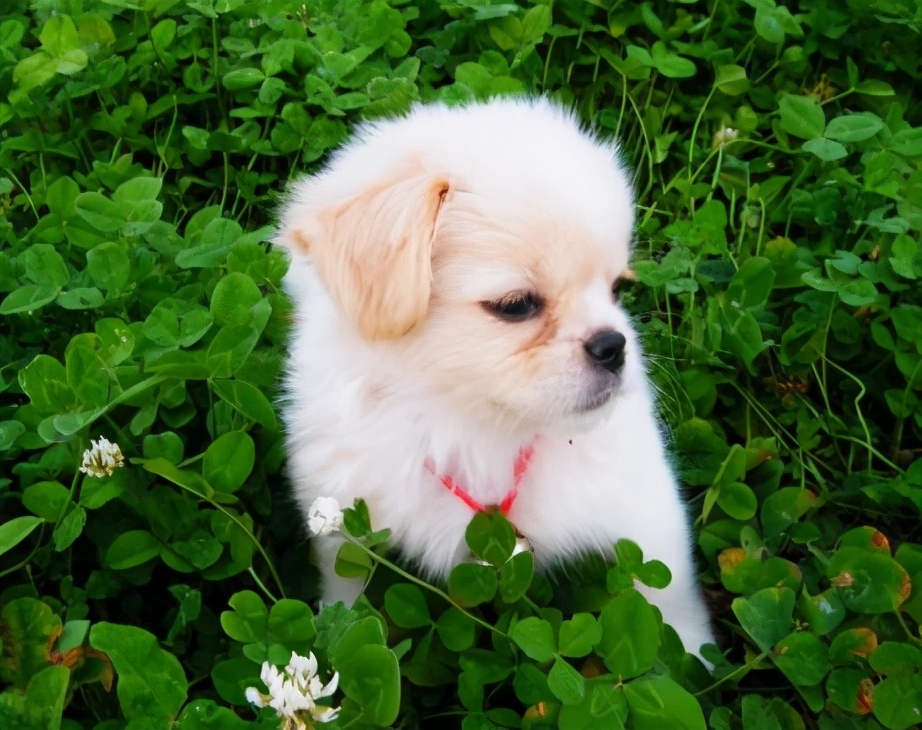 如何挑选小狗狗三个技巧,如何挑选幼犬